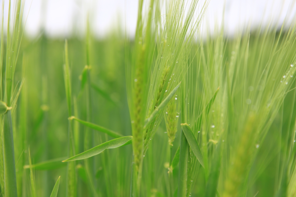 barley-grass-benefits-health-from-home-naturally